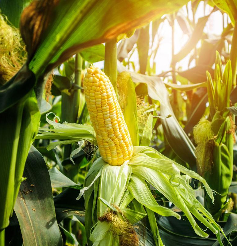 سالاد سلف فله اندونزي